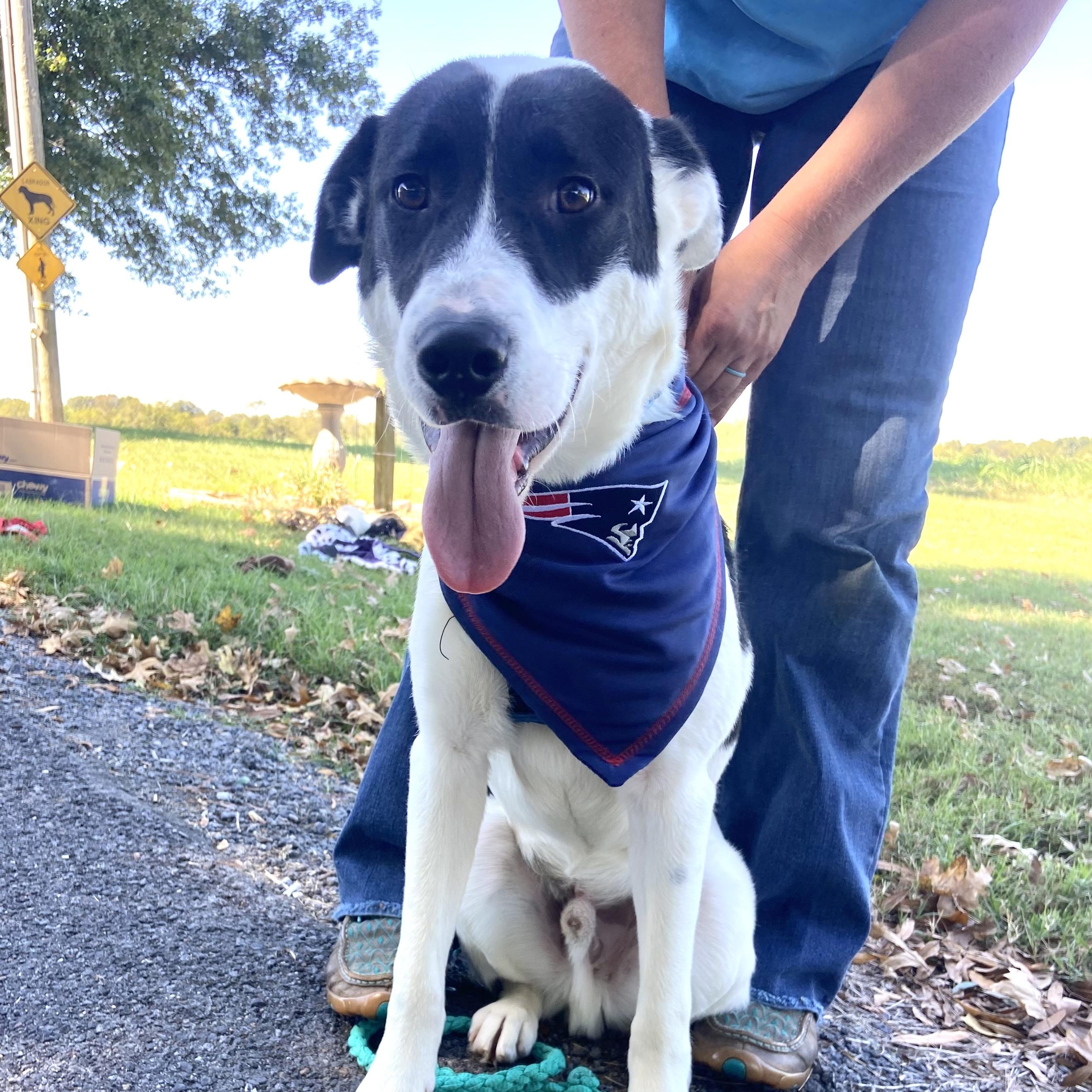 Enlarge Heart-Throb, a Adoptable mixed breed in Woburn, MA image 1/6