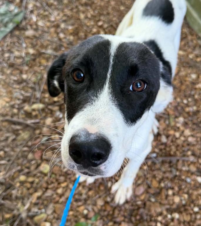 Enlarge Heart-Throb, a Adoptable mixed breed in Woburn, MA image 3/6