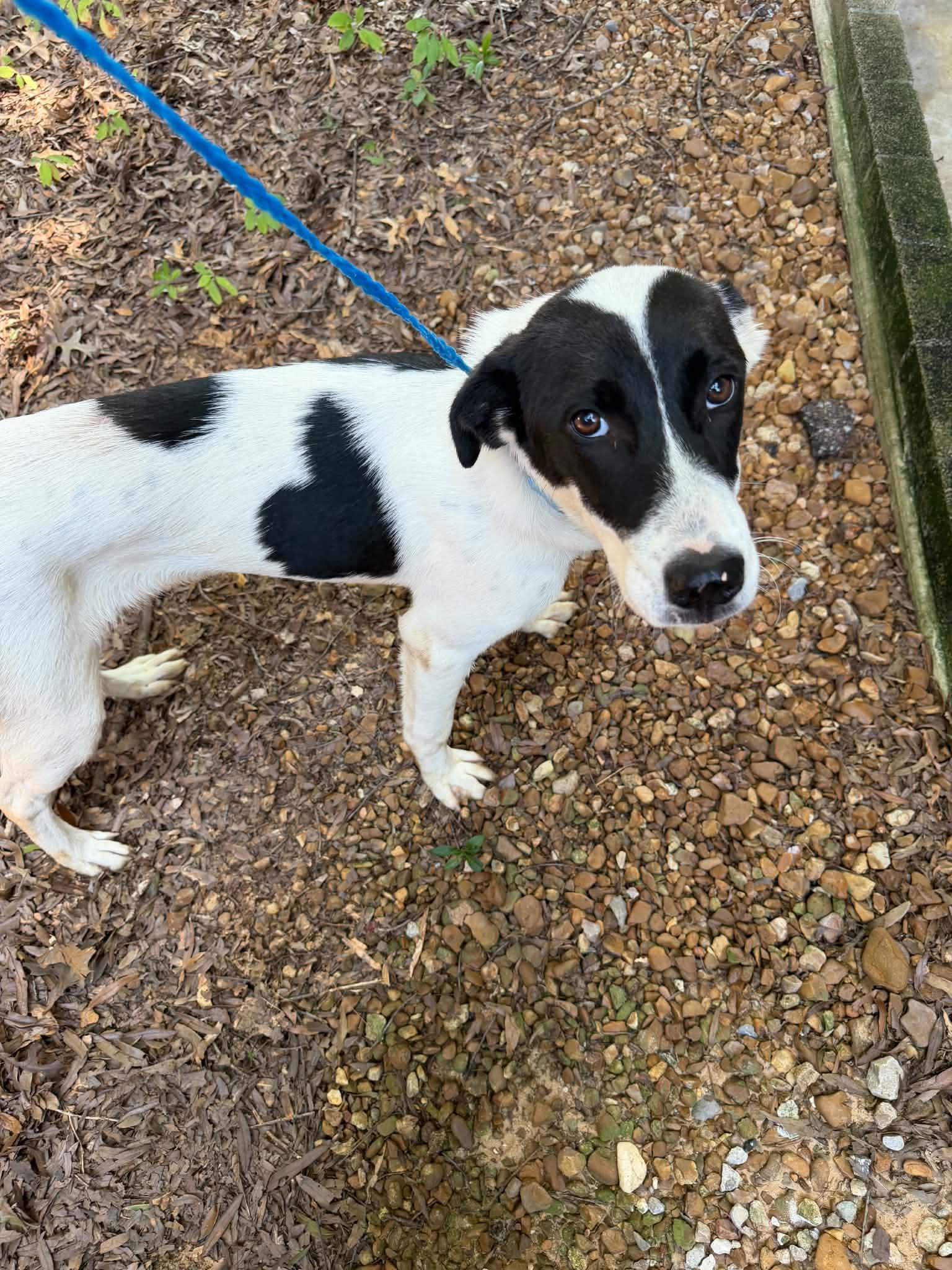 Enlarge Heart-Throb, a Adoptable mixed breed in Woburn, MA image 2/6
