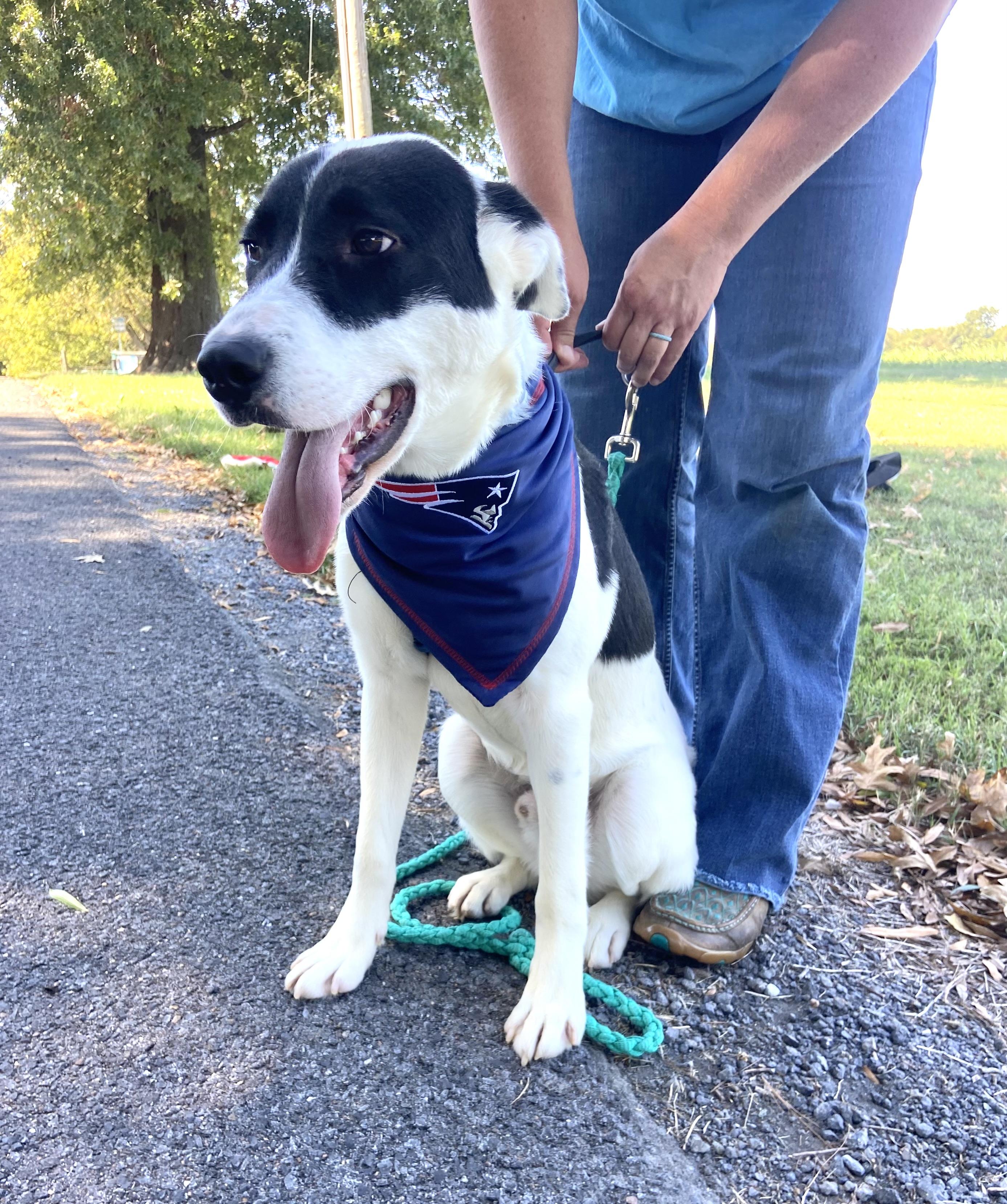 Enlarge Heart-Throb, a Adoptable mixed breed in Woburn, MA image 4/6