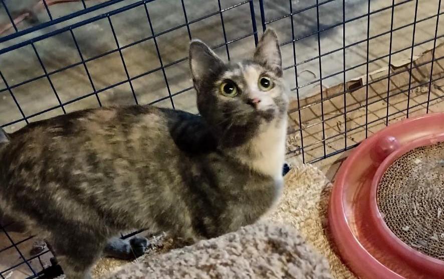 Enlarge Pippa24, a Adoptable Domestic Short Hair in Milwaukee, WI image 1/3