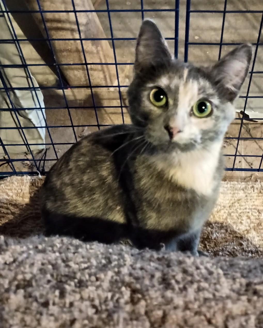 Enlarge Pippa24, a Adoptable Domestic Short Hair in Milwaukee, WI image 2/3