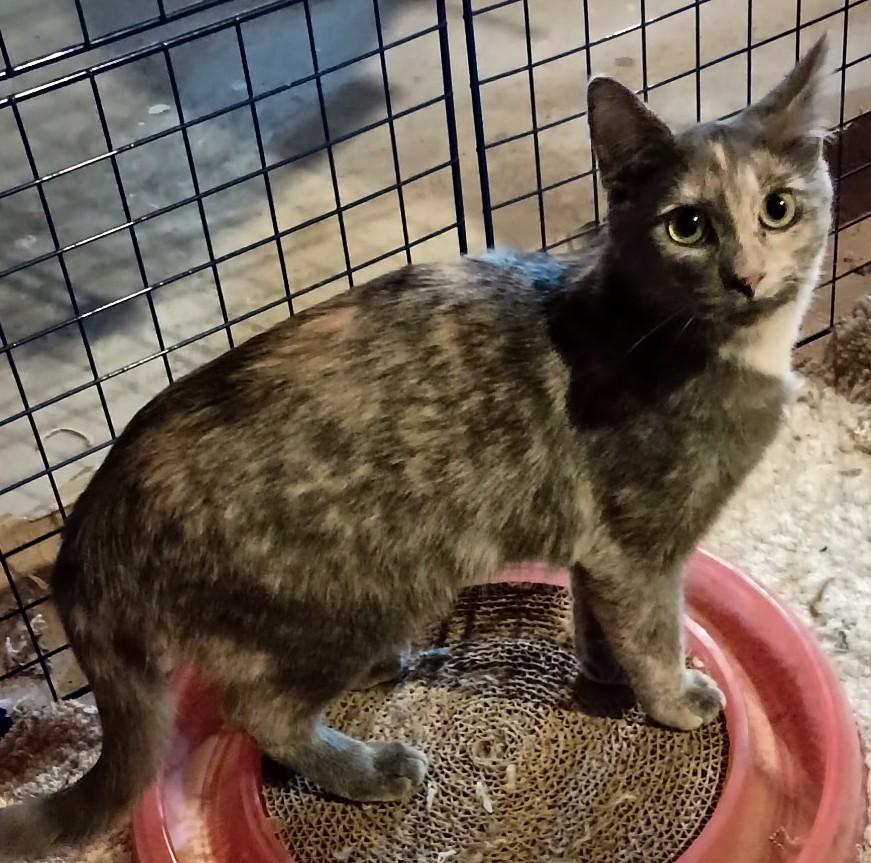 Enlarge Pippa24, a Adoptable Domestic Short Hair in Milwaukee, WI image 3/3