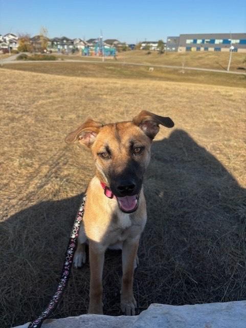 Luna, an adoptable Mixed Breed in Saskatoon, SK, S7H 0W2 | Photo Image 2