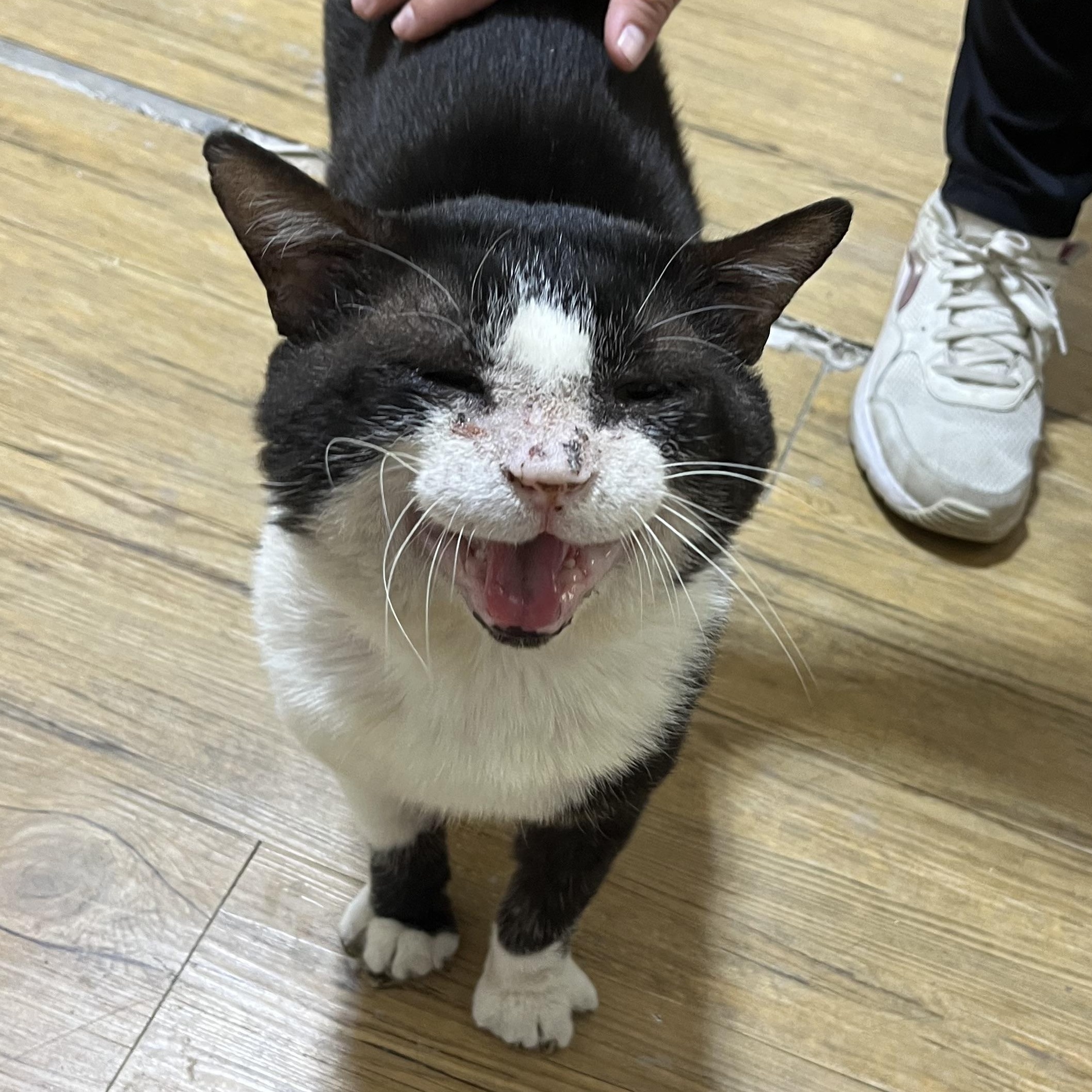 Enlarge Jelly Roll, a ADOPTABLE Tuxedo in Hammond, LA image 2/3