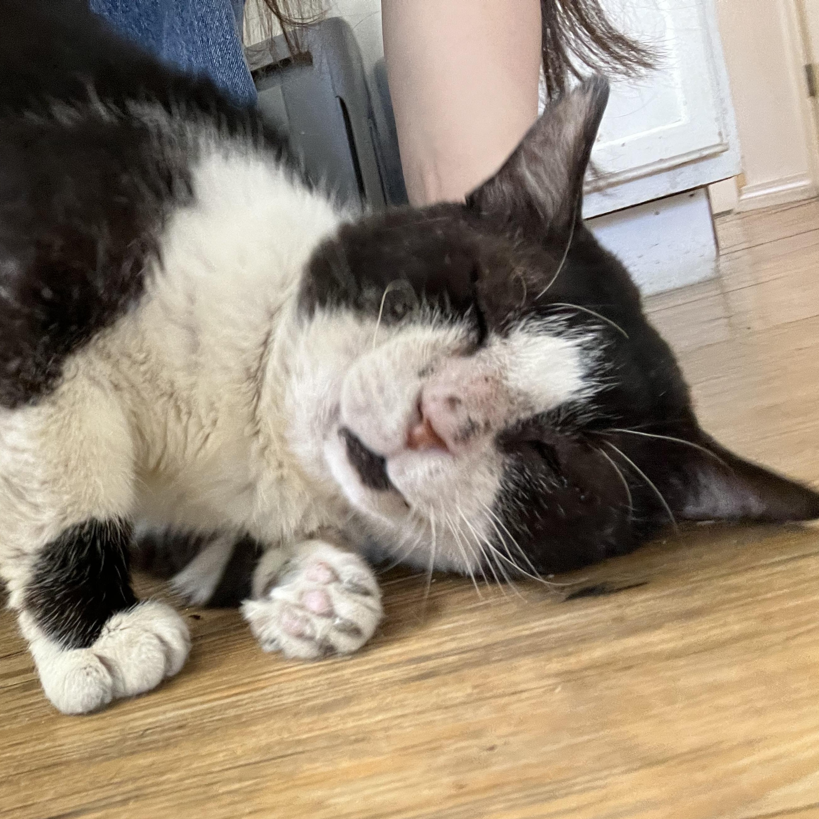 Enlarge Jelly Roll, a ADOPTABLE Tuxedo in Hammond, LA image 3/3