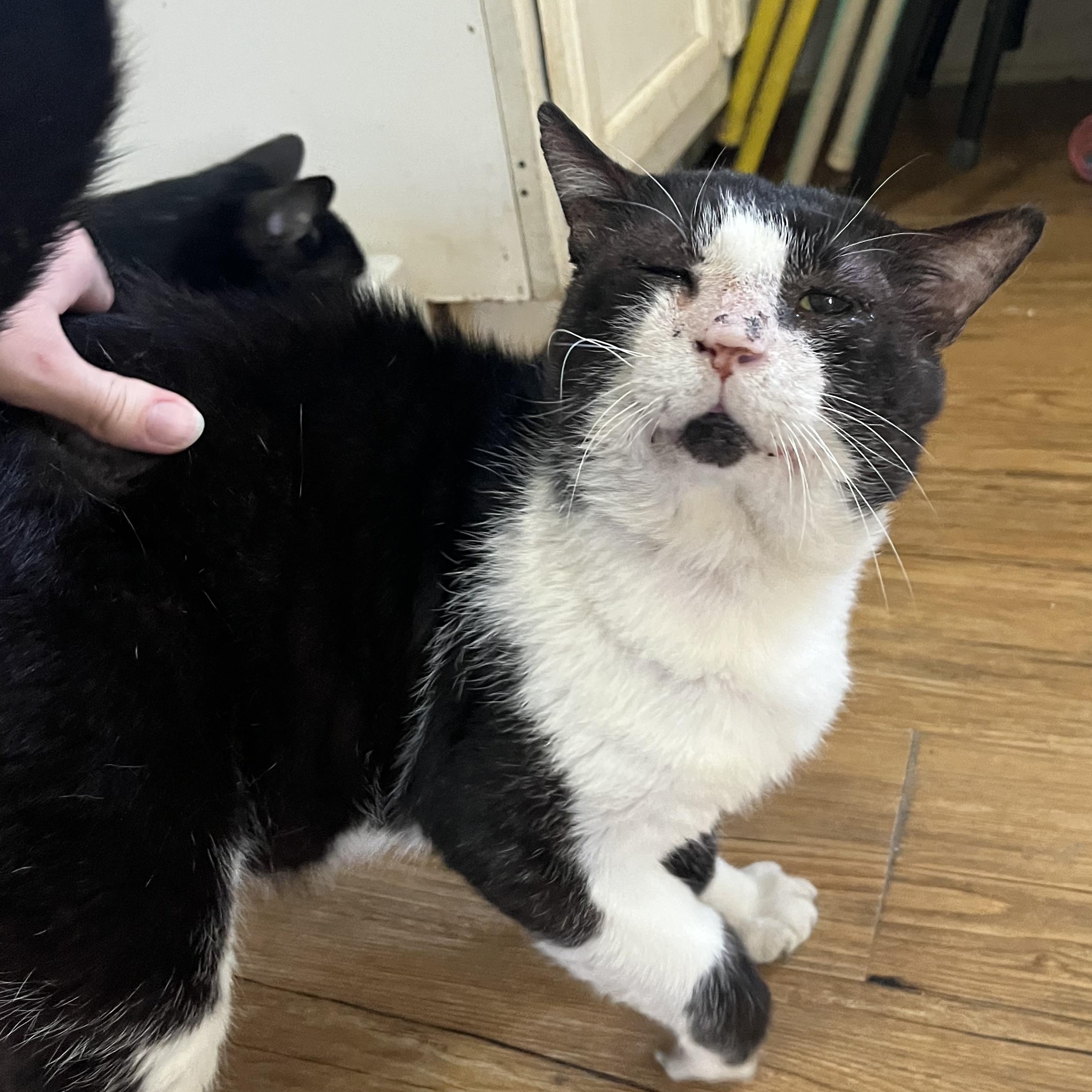 Jelly Roll, ADOPTABLE, Adult Male Tuxedo.