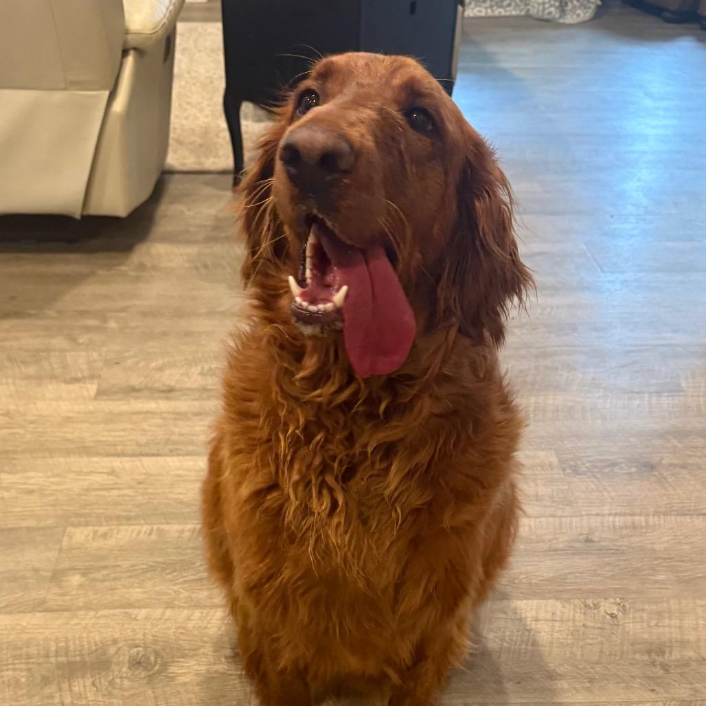 Enlarge Millie, an adopted Golden Retriever in Farmington, CT image 2/3