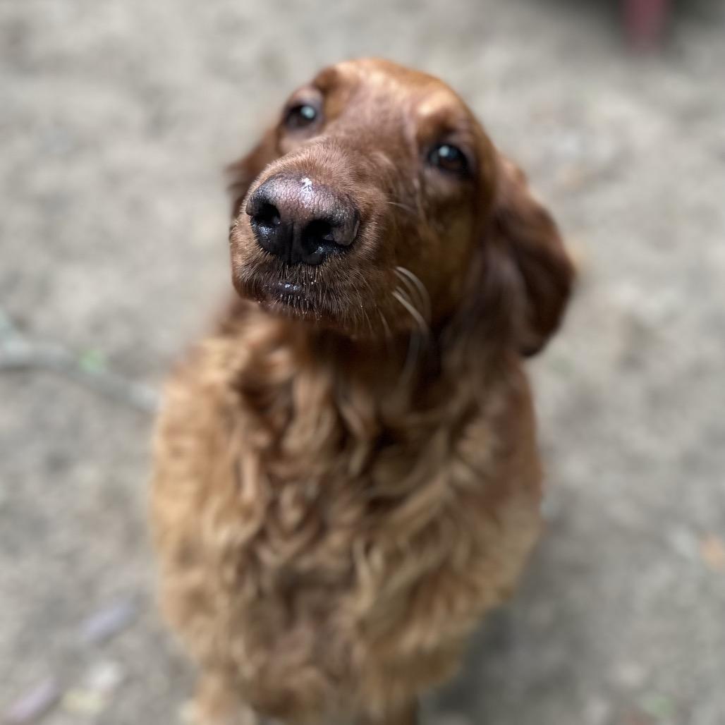 Enlarge Millie, an adopted Golden Retriever in Farmington, CT image 1/3