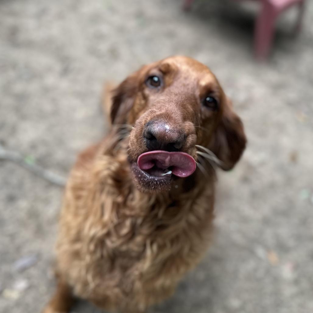 Enlarge Millie, an adopted Golden Retriever in Farmington, CT image 3/3