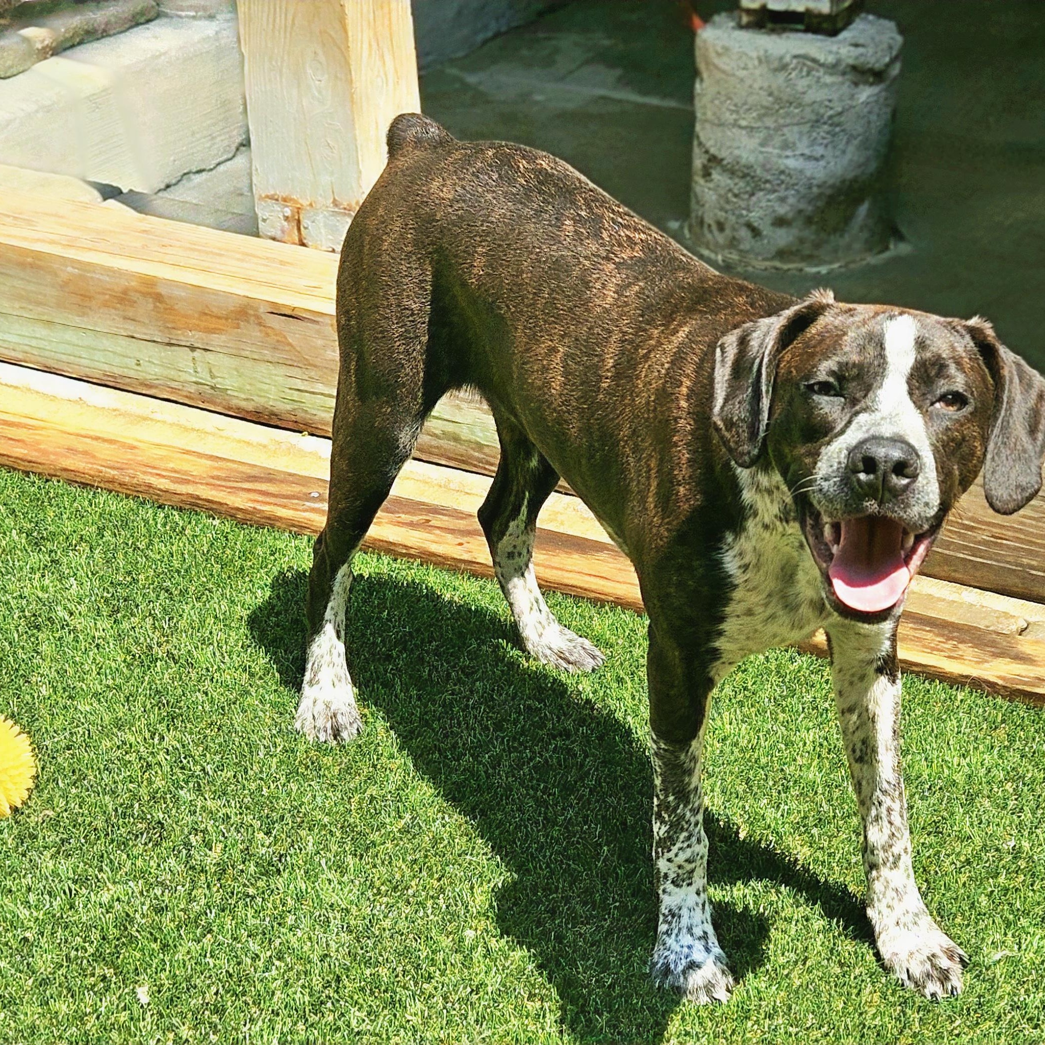 Enlarge Swiss, a Adoptable mixed breed in Chicago, IL image 4/6