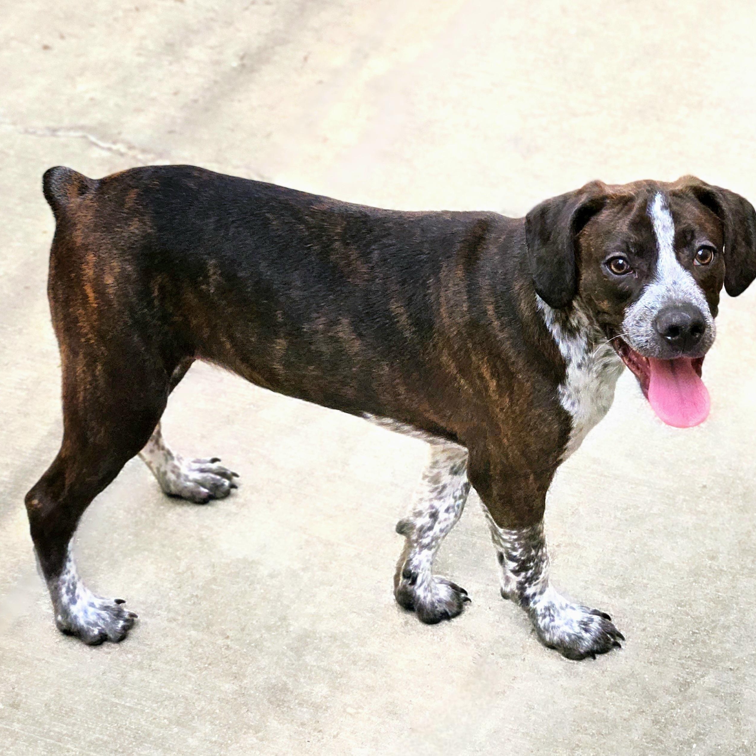 Enlarge Swiss, a Adoptable mixed breed in Chicago, IL image 2/6