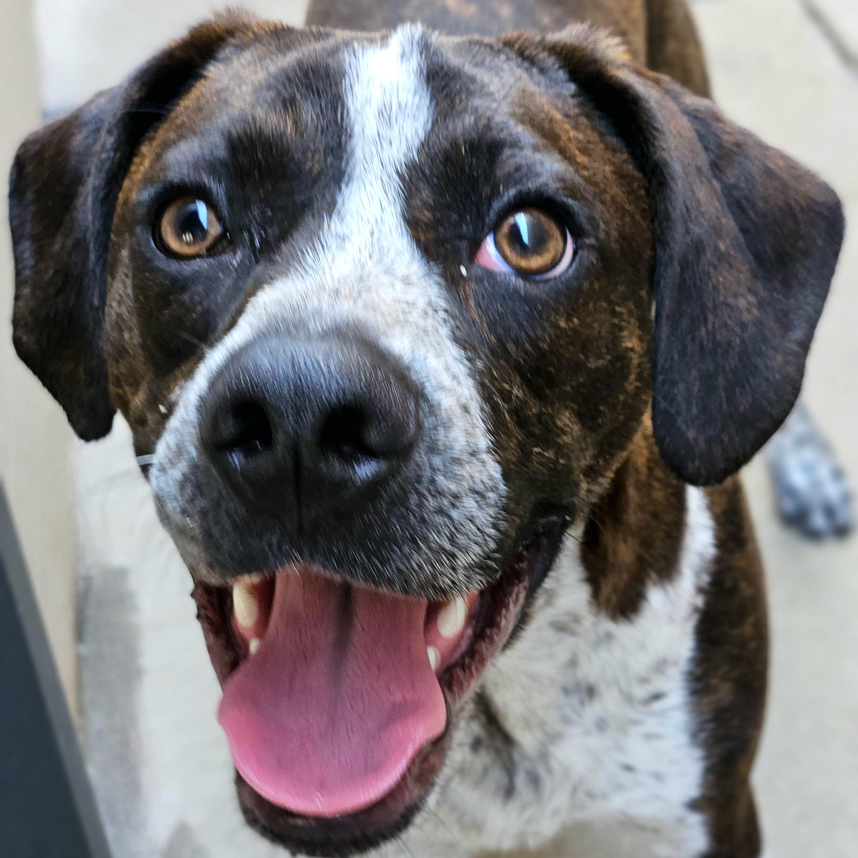 Enlarge Swiss, a Adoptable mixed breed in Chicago, IL image 6/6