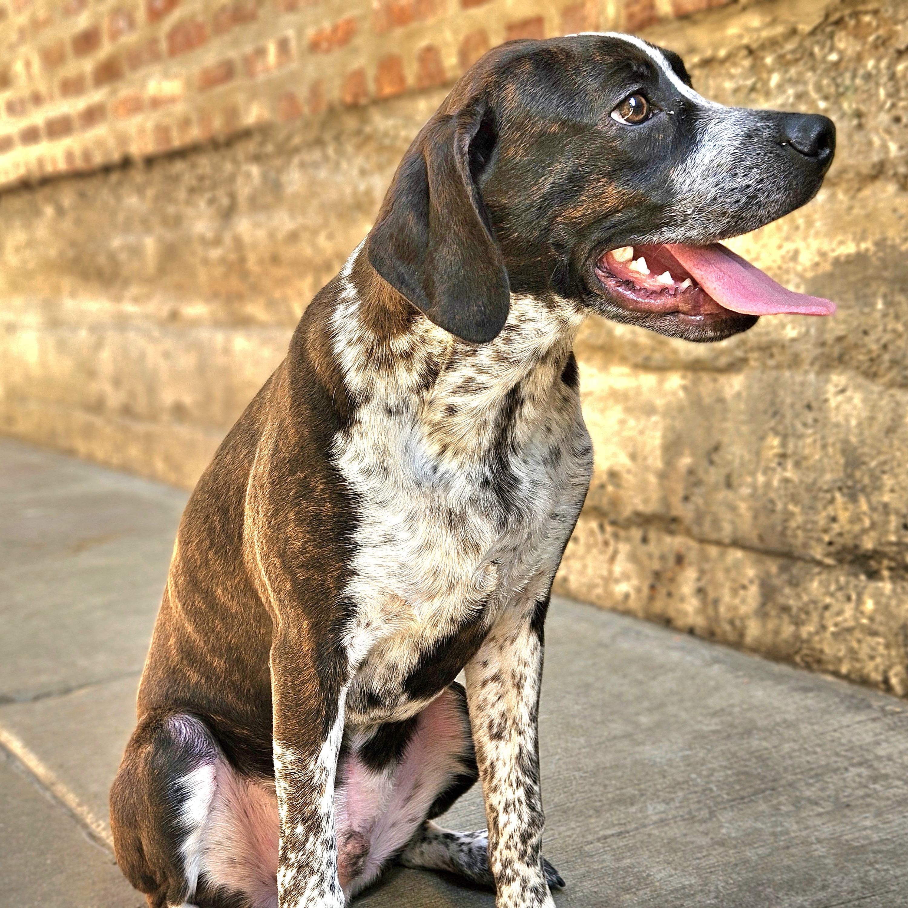 Enlarge Swiss, a Adoptable mixed breed in Chicago, IL image 3/6
