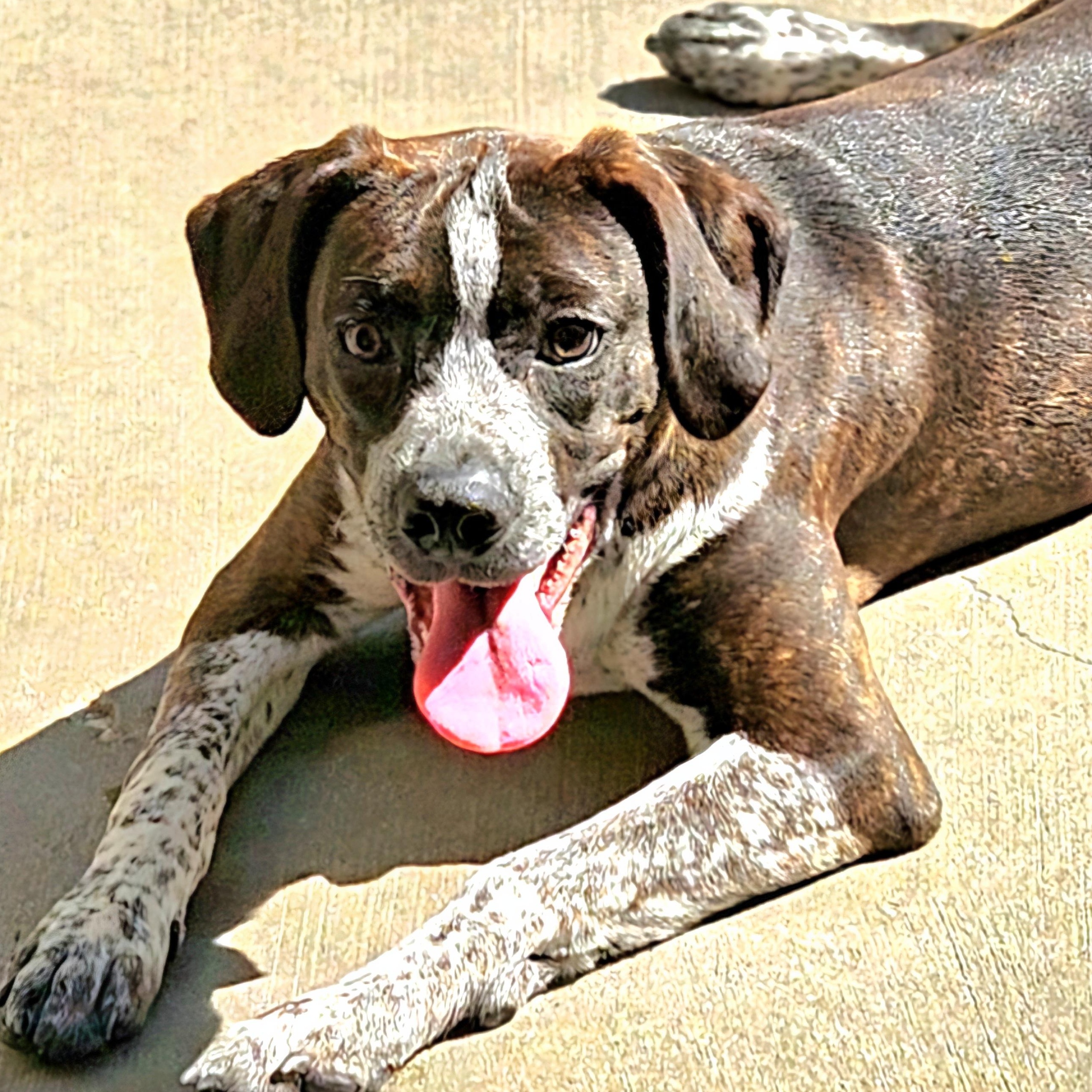Swiss, Adoptable, Young Male Boston Terrier & Boxer.