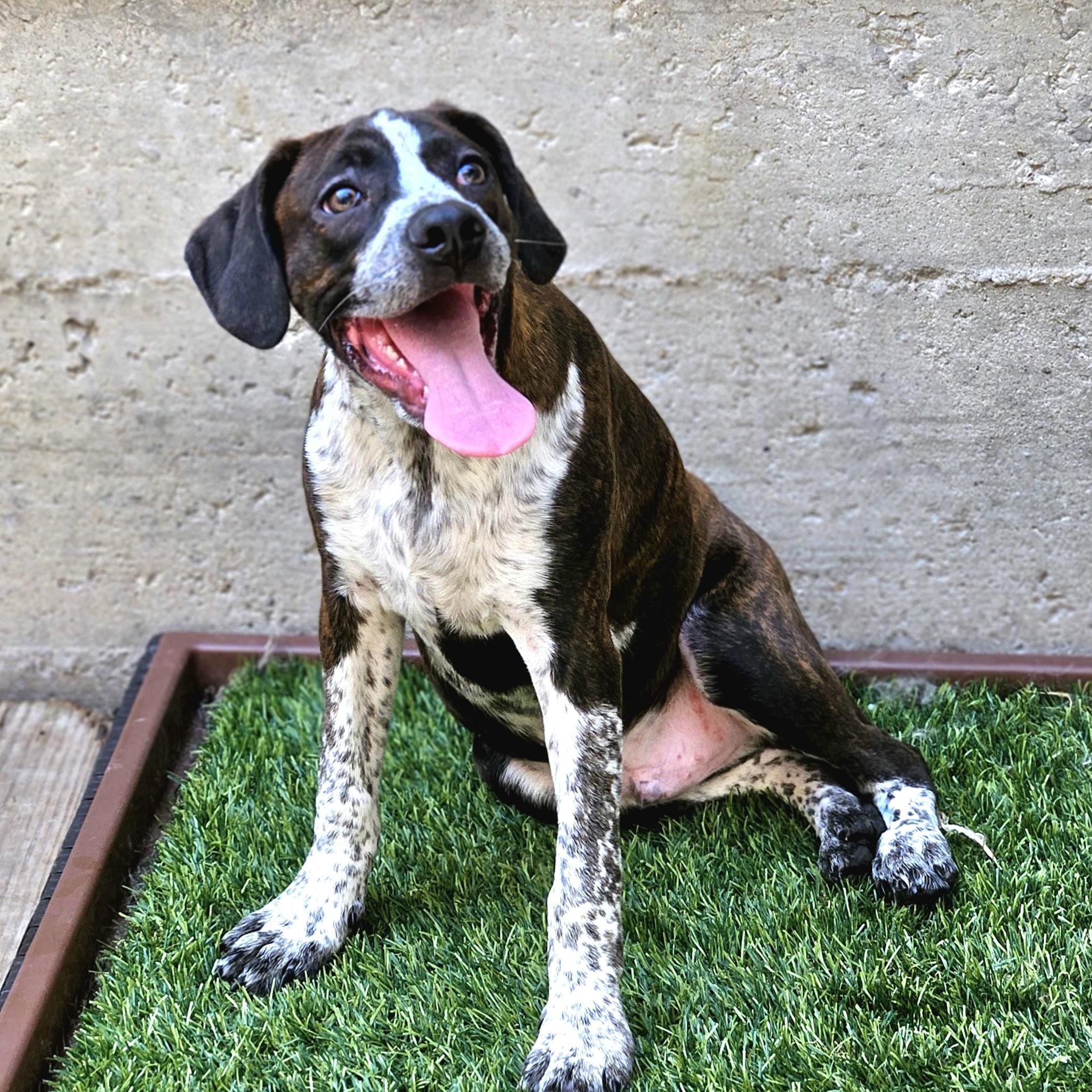 Enlarge Swiss, a Adoptable mixed breed in Chicago, IL image 5/6