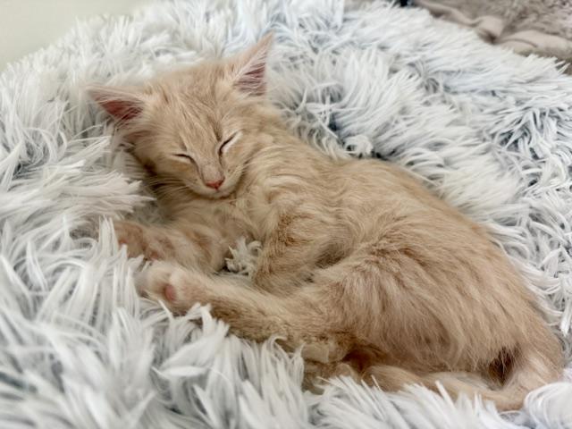 Fluff, a ADOPTABLE Domestic Medium Hair in Venice, CA image 1/2