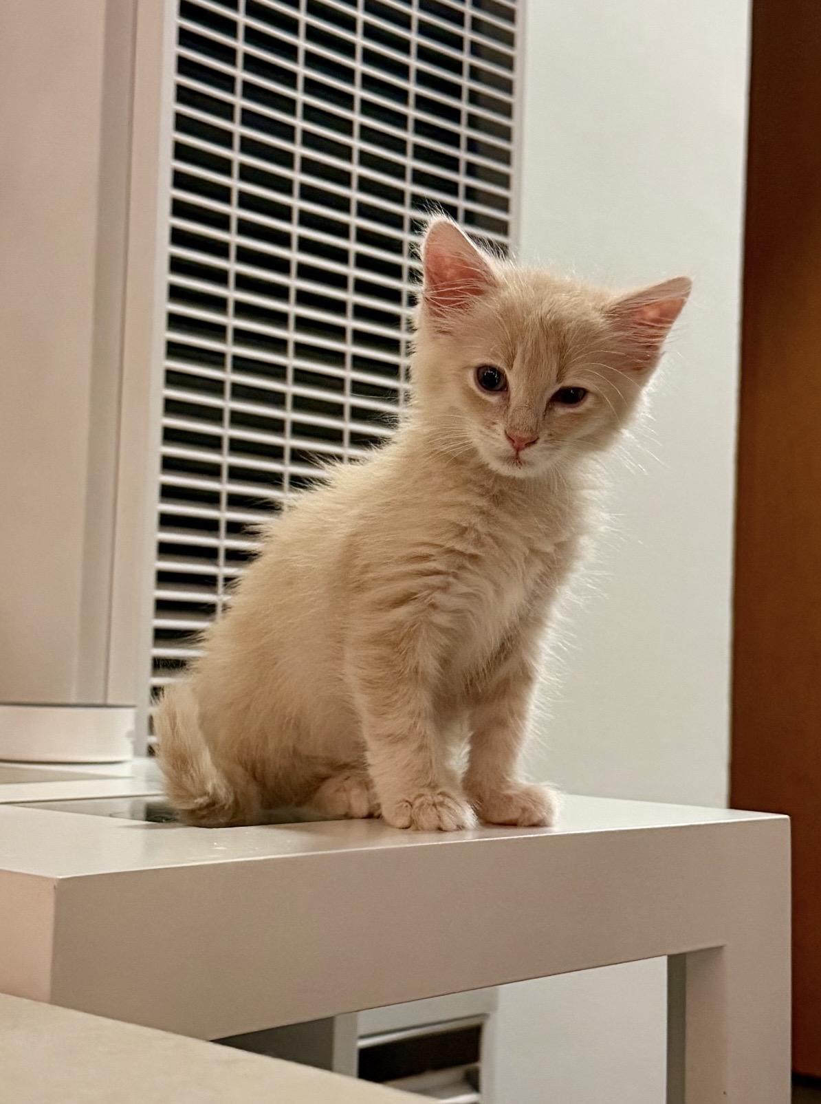 Fluff, a ADOPTABLE Domestic Medium Hair in Venice, CA image 2/2