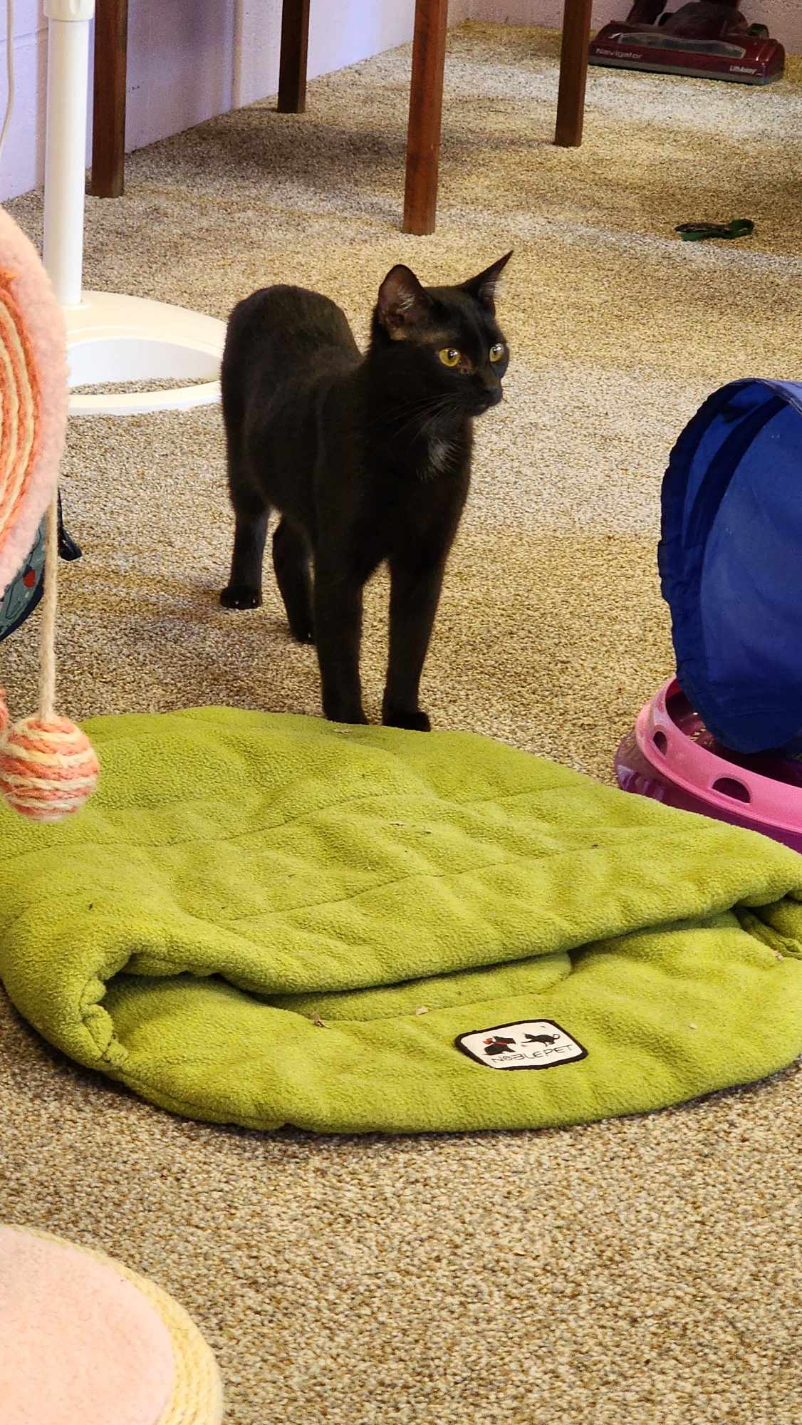 Luna, a Adoptable Domestic Short Hair in Fulton, NY image 3/4