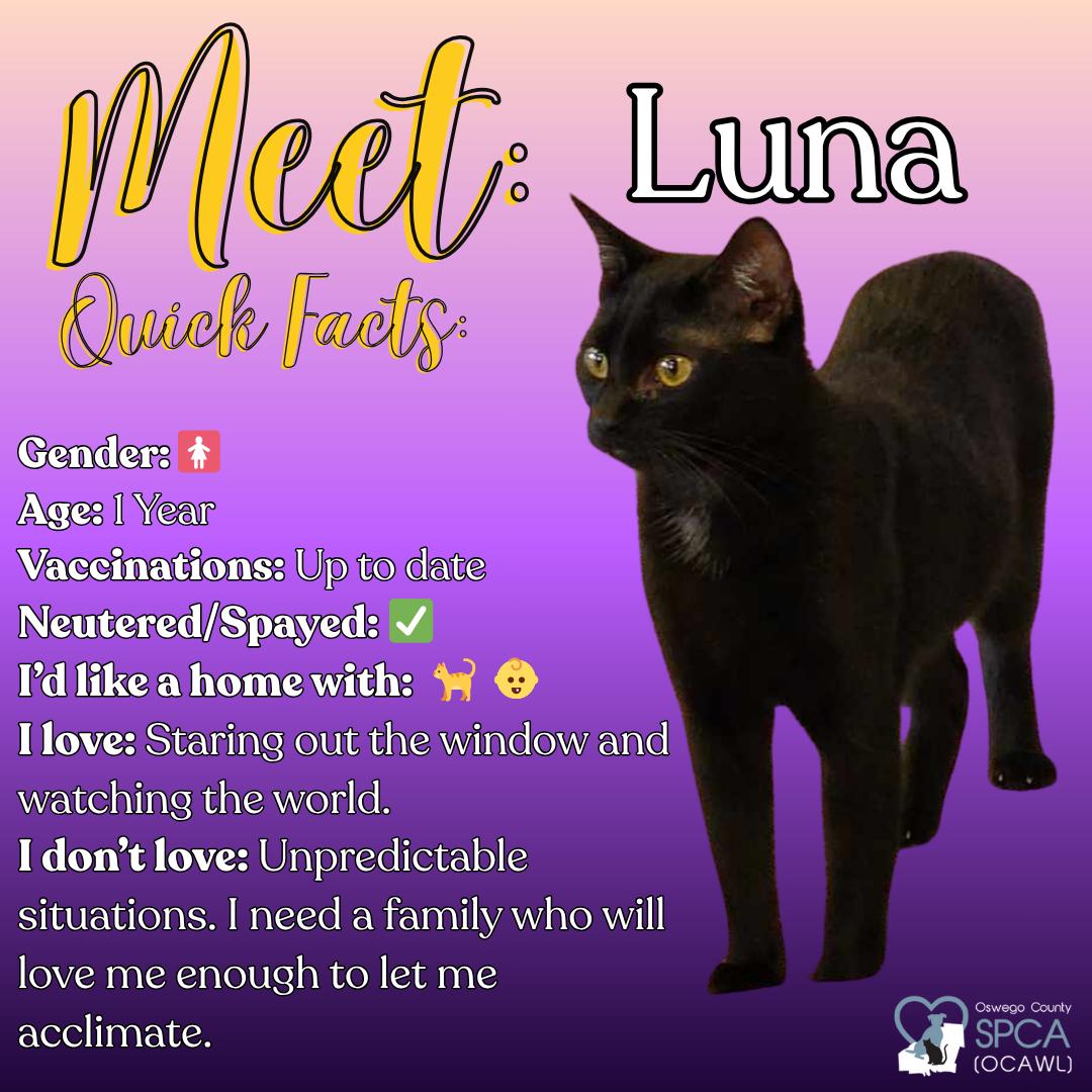 Luna, an adoptable Domestic Short Hair in Fulton, NY, 13069 | Photo Image 1