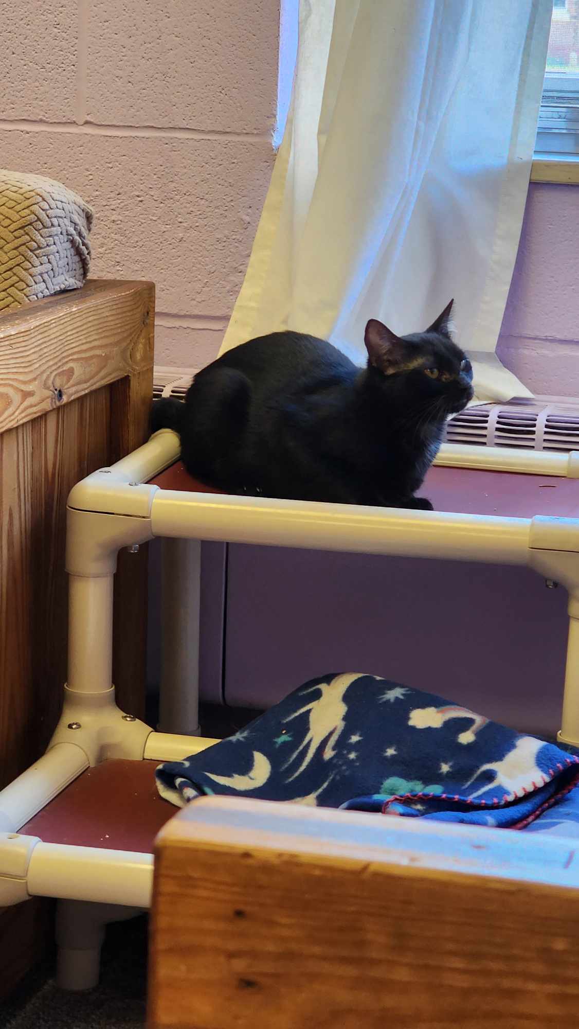 Luna, a Adoptable Domestic Short Hair in Fulton, NY image 4/4