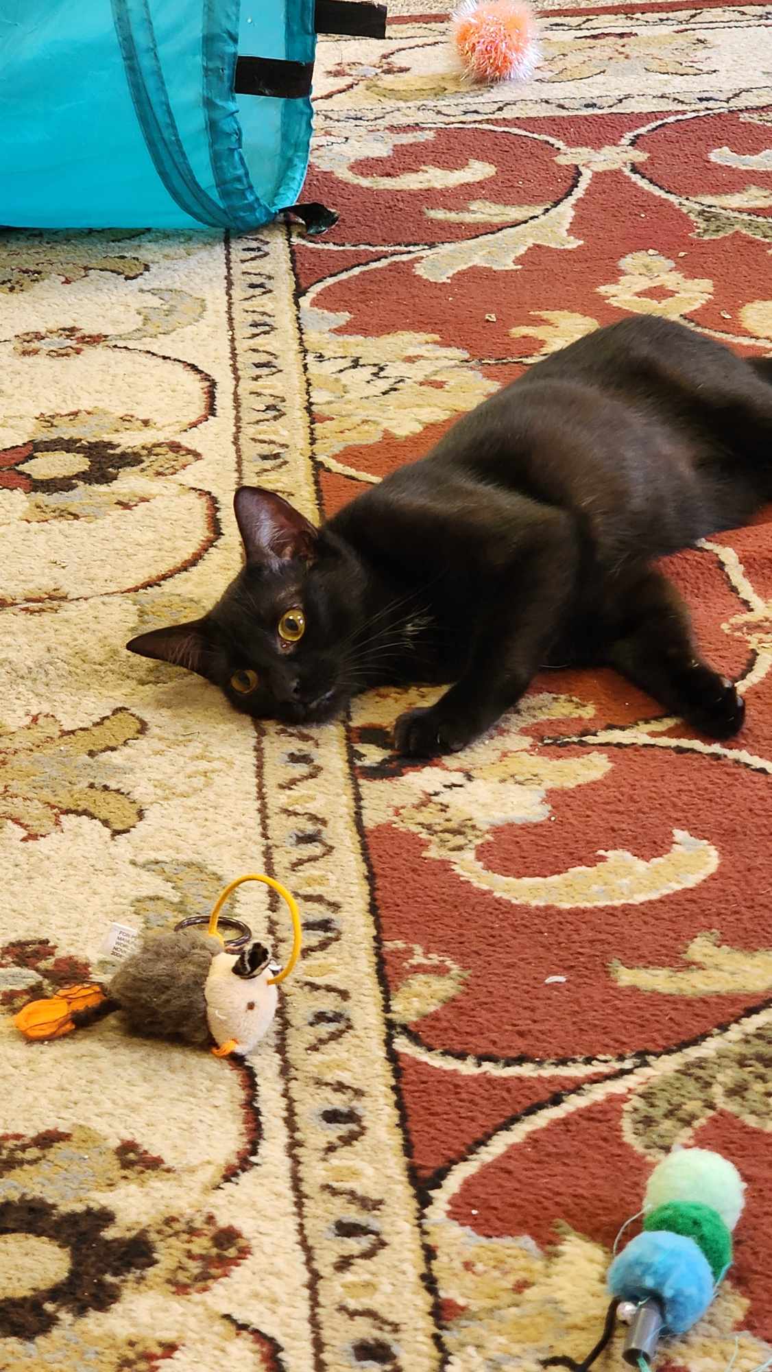 Luna, a Adoptable Domestic Short Hair in Fulton, NY image 2/4