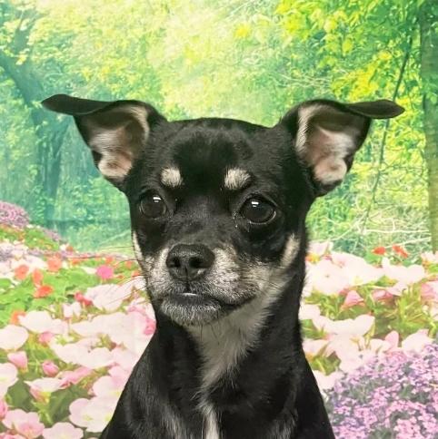 Poppy, ADOPTABLE, Young Female Chihuahua & Fox Terrier.