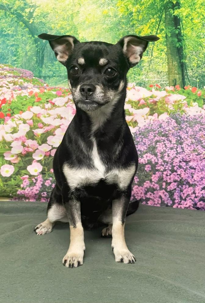 Enlarge Poppy, a ADOPTABLE mixed breed in Boulder, CO image 2/2