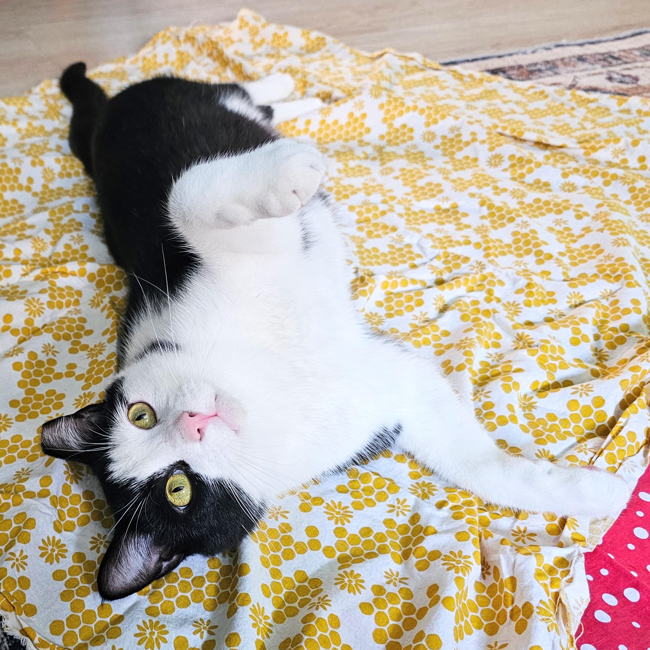 Enlarge Slinky, a ADOPTABLE Tuxedo in Chicago, IL image 4/6