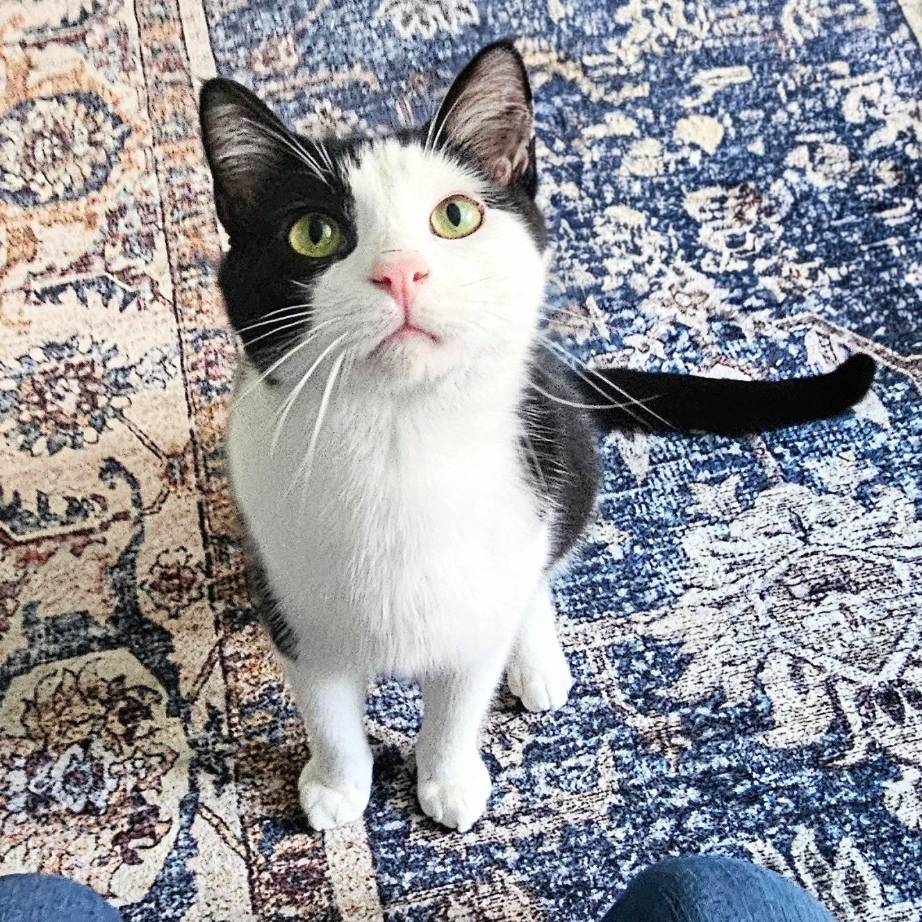Enlarge Slinky, a ADOPTABLE Tuxedo in Chicago, IL image 5/6