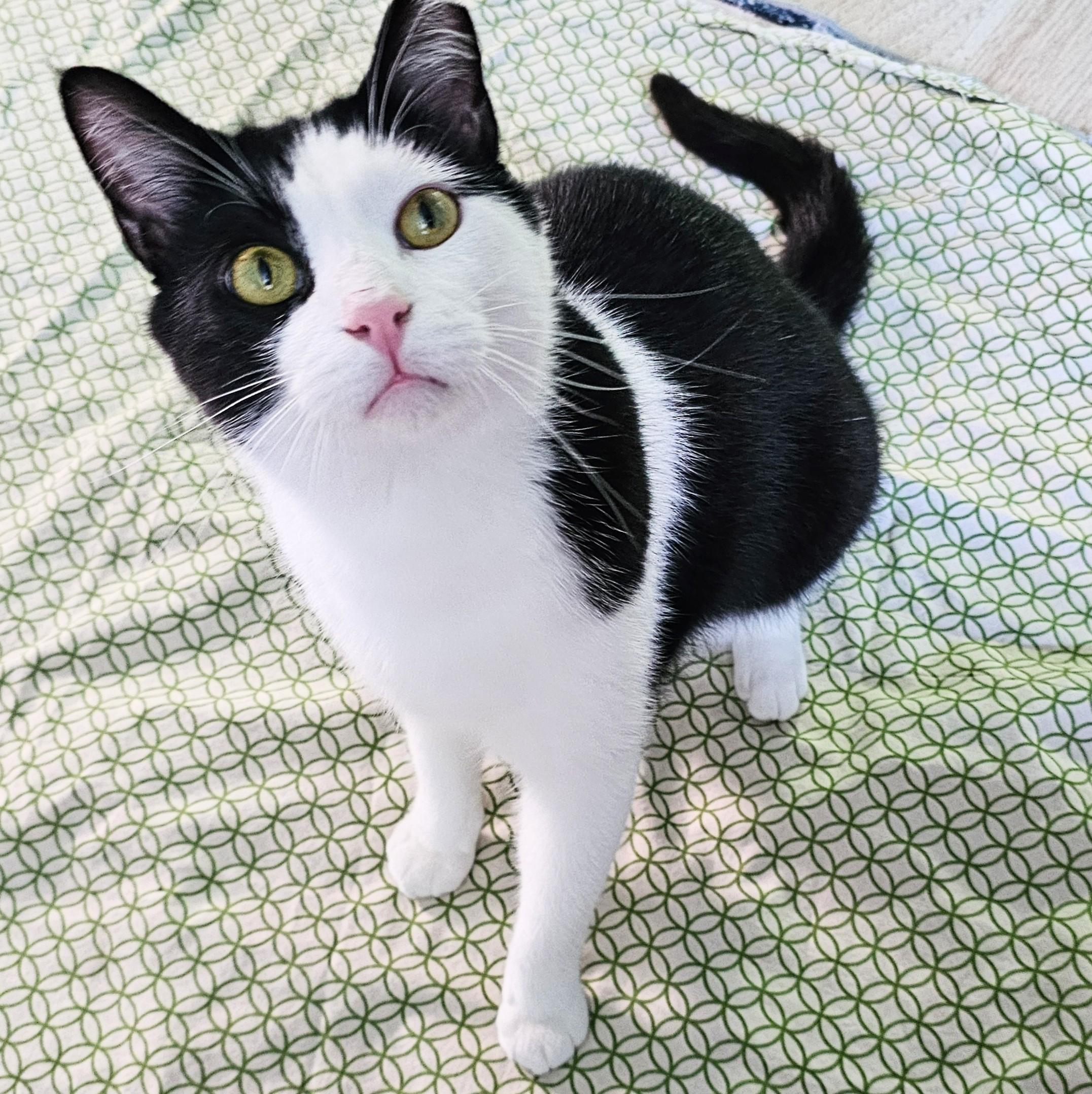 Slinky, ADOPTABLE, Adult Male Tuxedo.