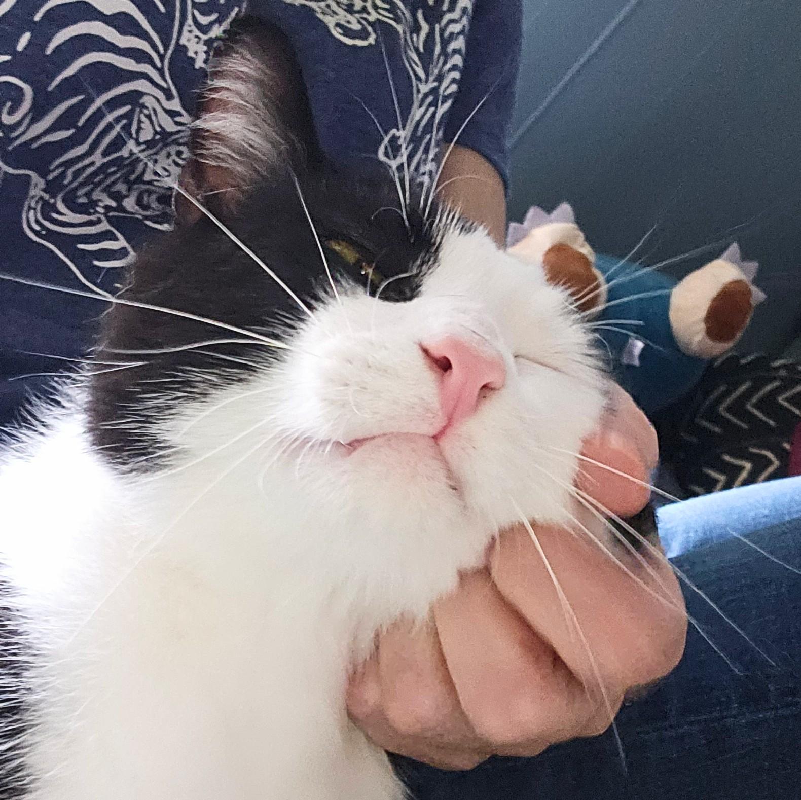 Enlarge Slinky, a ADOPTABLE Tuxedo in Chicago, IL image 2/6