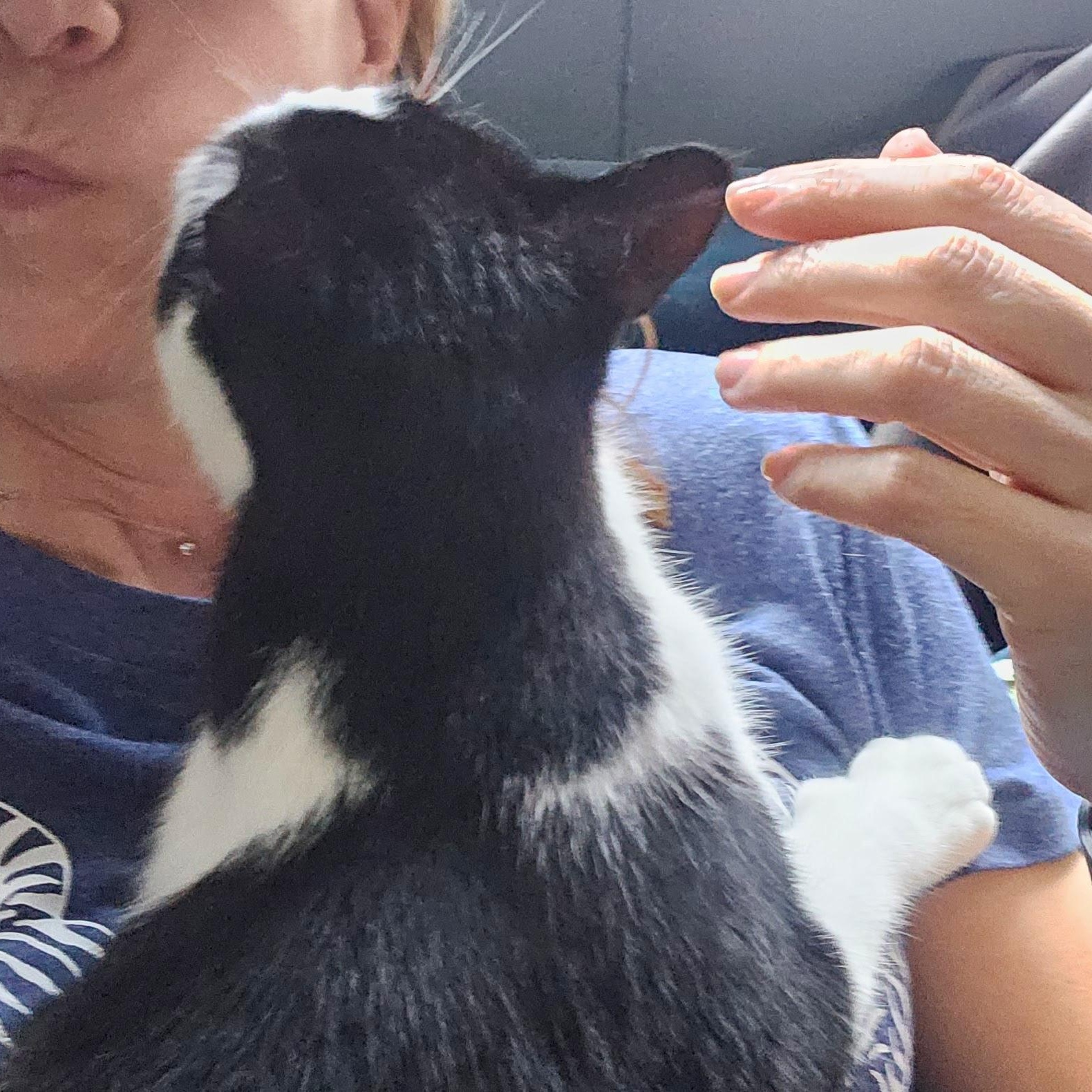 Enlarge Slinky, a ADOPTABLE Tuxedo in Chicago, IL image 6/6