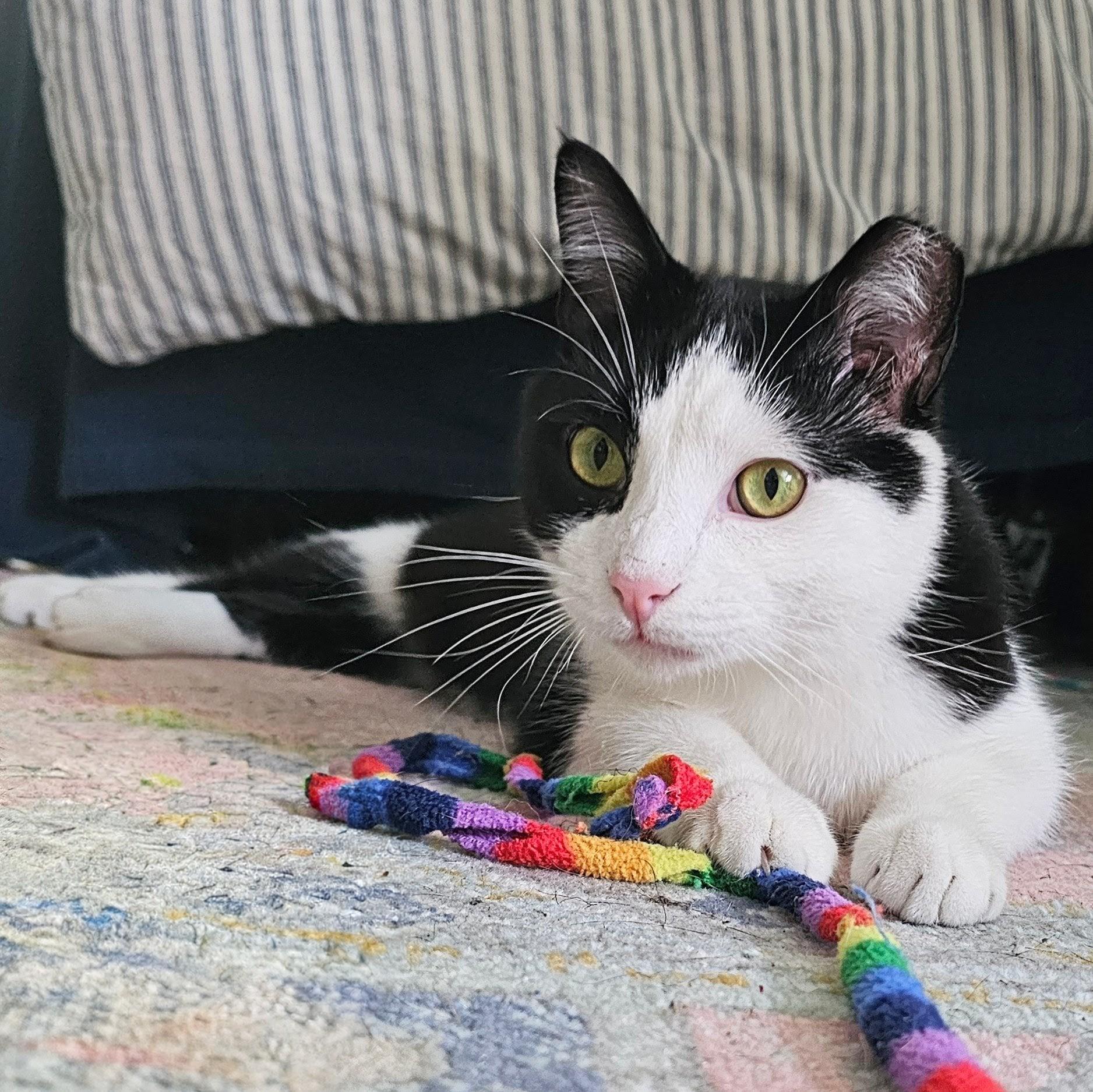 Enlarge Slinky, a ADOPTABLE Tuxedo in Chicago, IL image 3/6