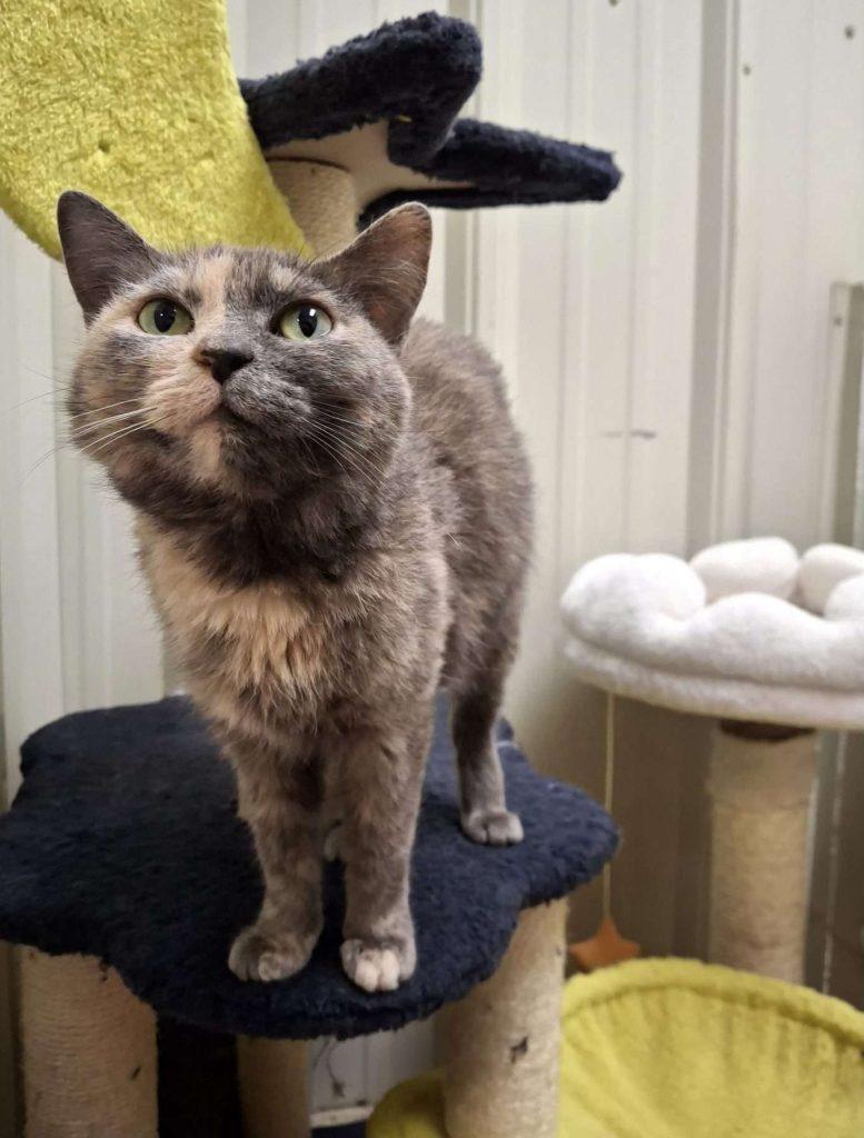 DUCHESS, a Adoptable Dilute Calico in Ironwood, MI image 2/3