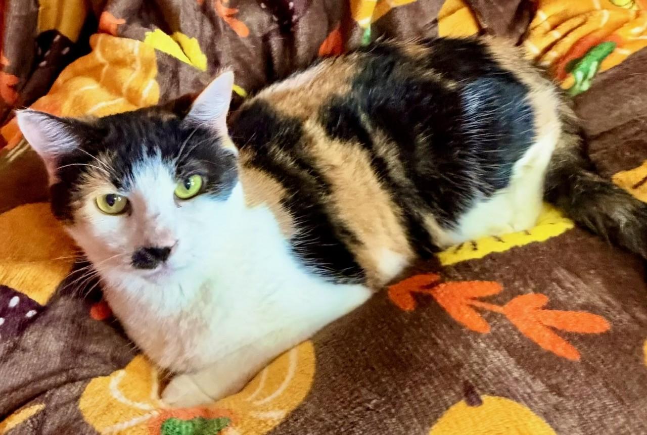 Enlarge REIGN, a Adoptable Calico in Lynn Haven, FL image 1/5