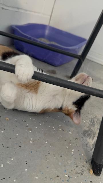 REIGN, a ADOPTABLE Calico in Lynn Haven, FL image 4/4
