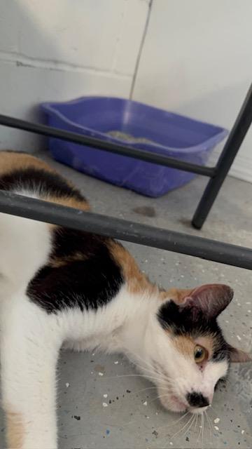 REIGN, a ADOPTABLE Calico in Lynn Haven, FL image 3/4