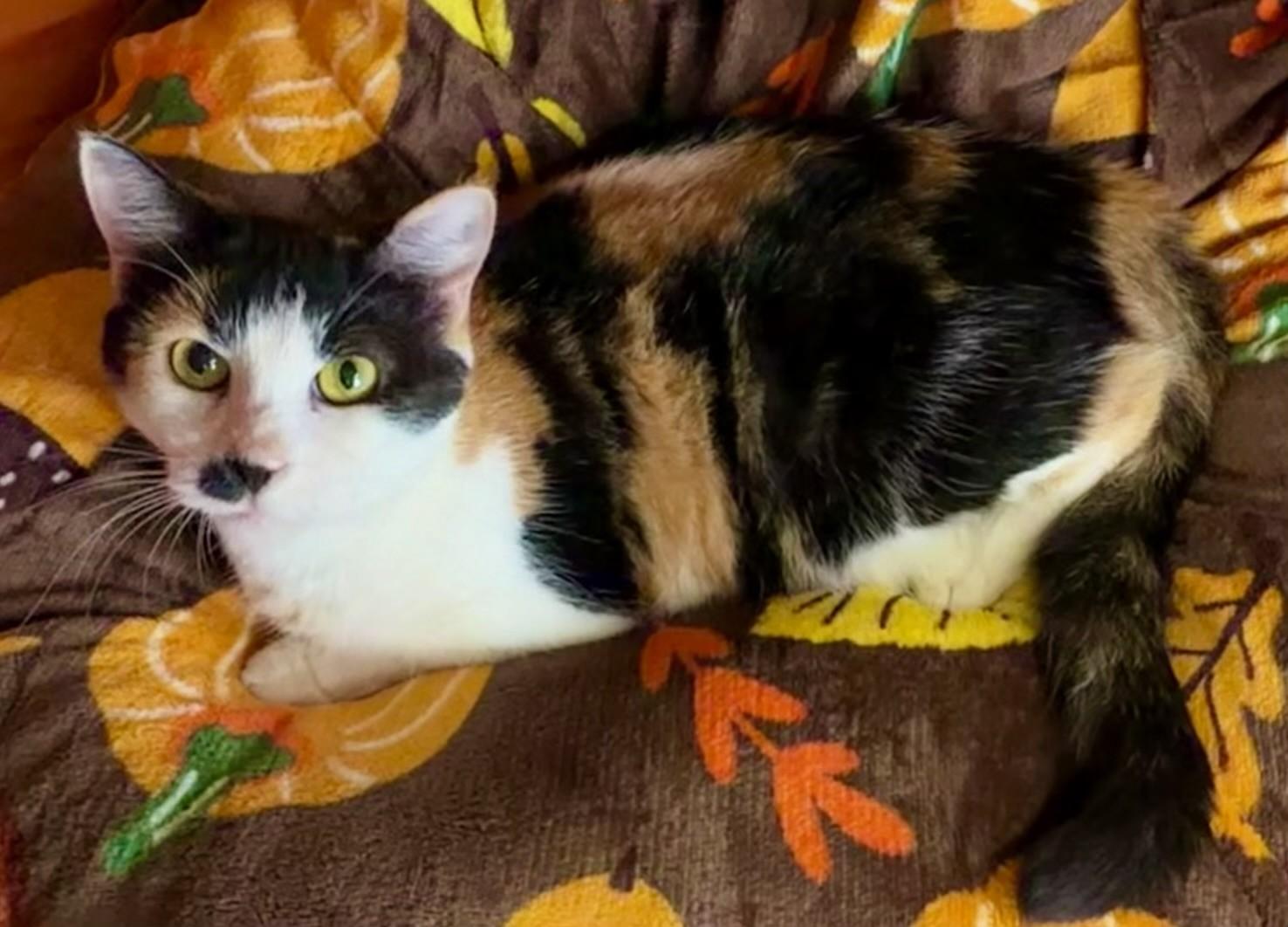 Enlarge REIGN, a Adoptable Calico in Lynn Haven, FL image 2/5