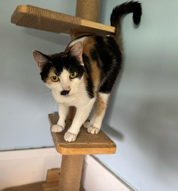 REIGN, ADOPTABLE, Adult Female Calico.