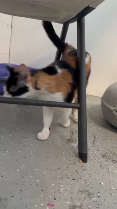 Enlarge REIGN, a ADOPTABLE Calico in Lynn Haven, FL video 2/4