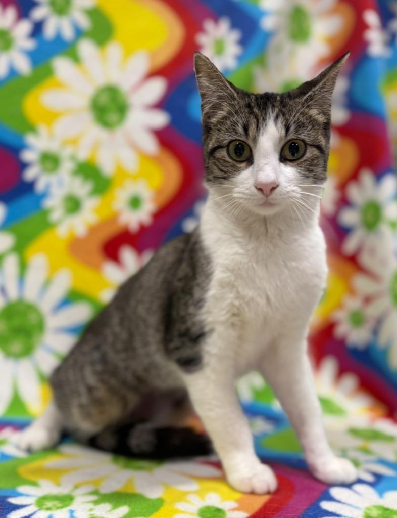 Miami, Adoptable, Kitten Female Domestic Short Hair.