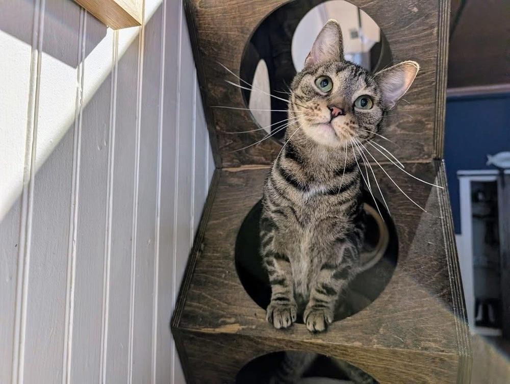Enlarge Bindi, a Adoptable Domestic Short Hair in Lewisburg, PA image 2/4