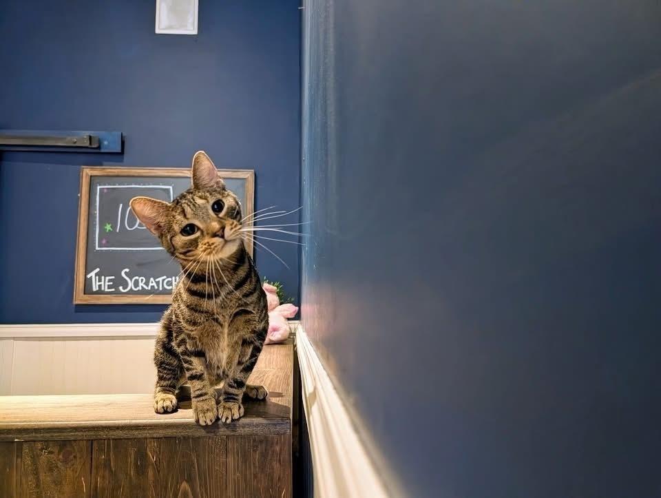 Enlarge Bindi, a Adoptable Domestic Short Hair in Lewisburg, PA image 3/4