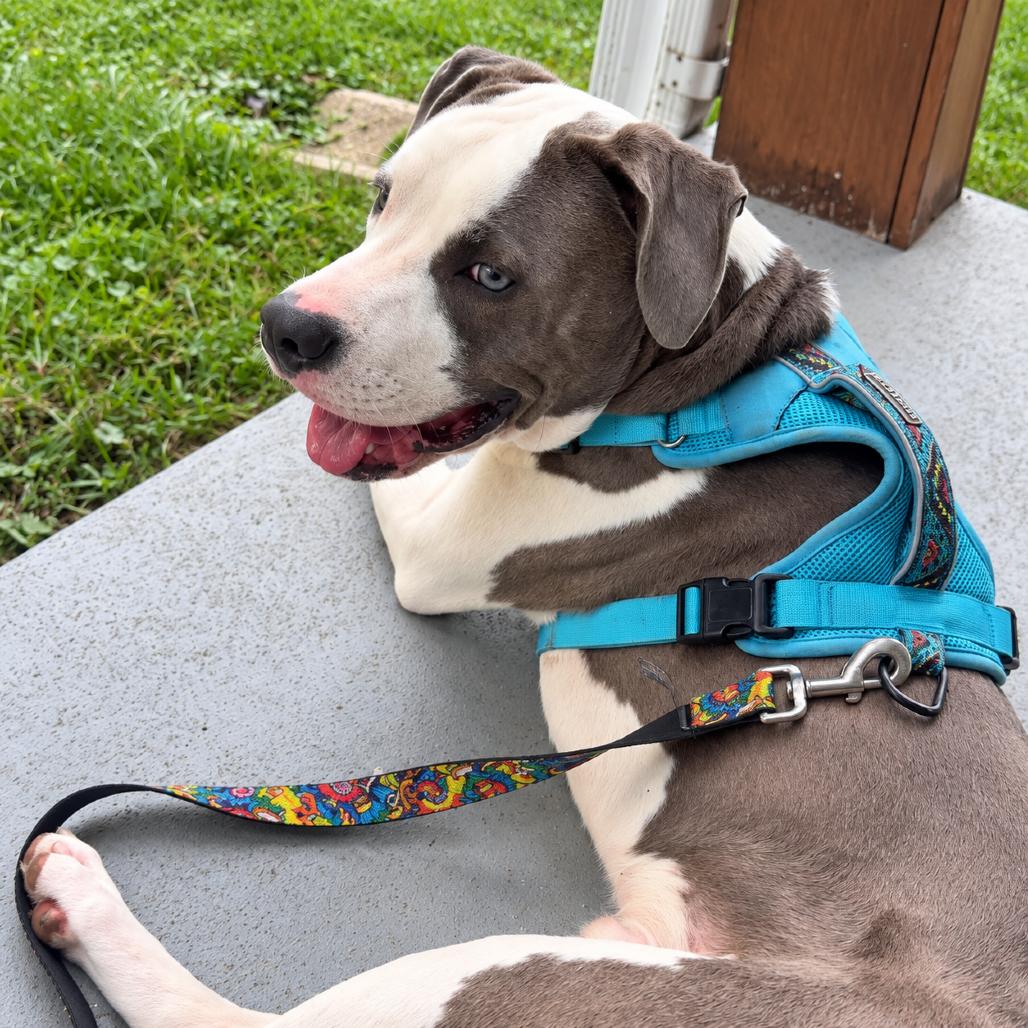 Enlarge Hercules, a Adoptable mixed breed in Rochester, MN image 1/5