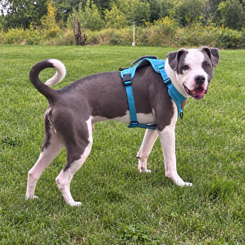 Enlarge Hercules, a Adoptable mixed breed in Rochester, MN image 2/5