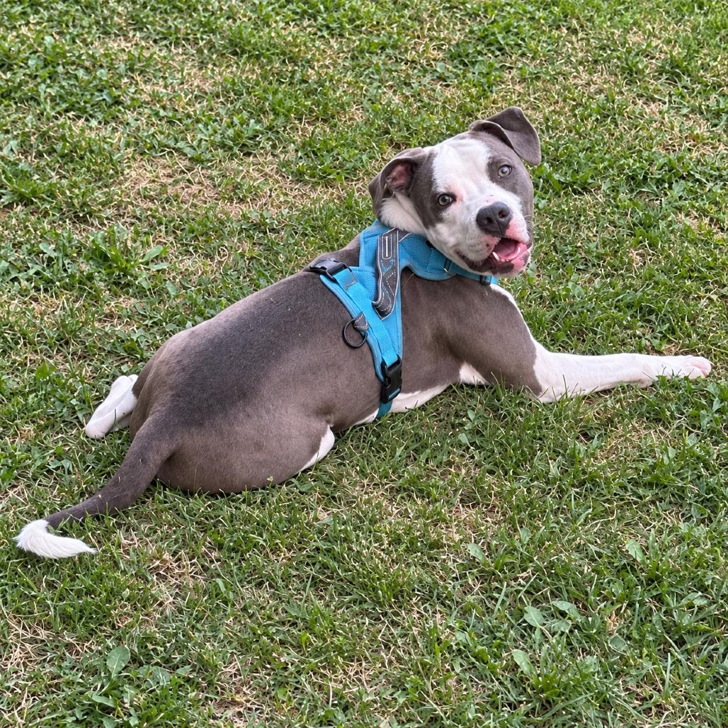 Enlarge Hercules, a Adoptable mixed breed in Rochester, MN image 3/5