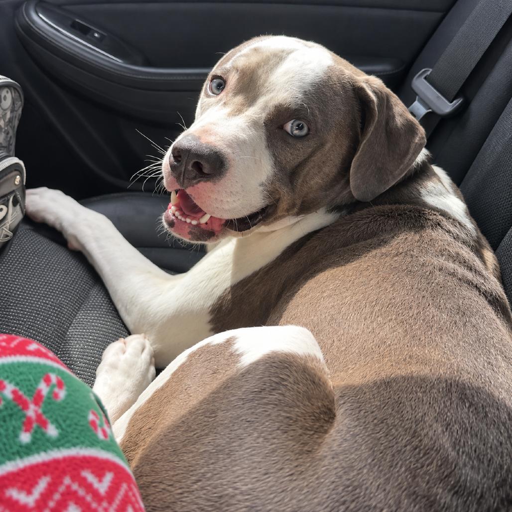 Enlarge Hercules, a Adoptable mixed breed in Rochester, MN image 4/5