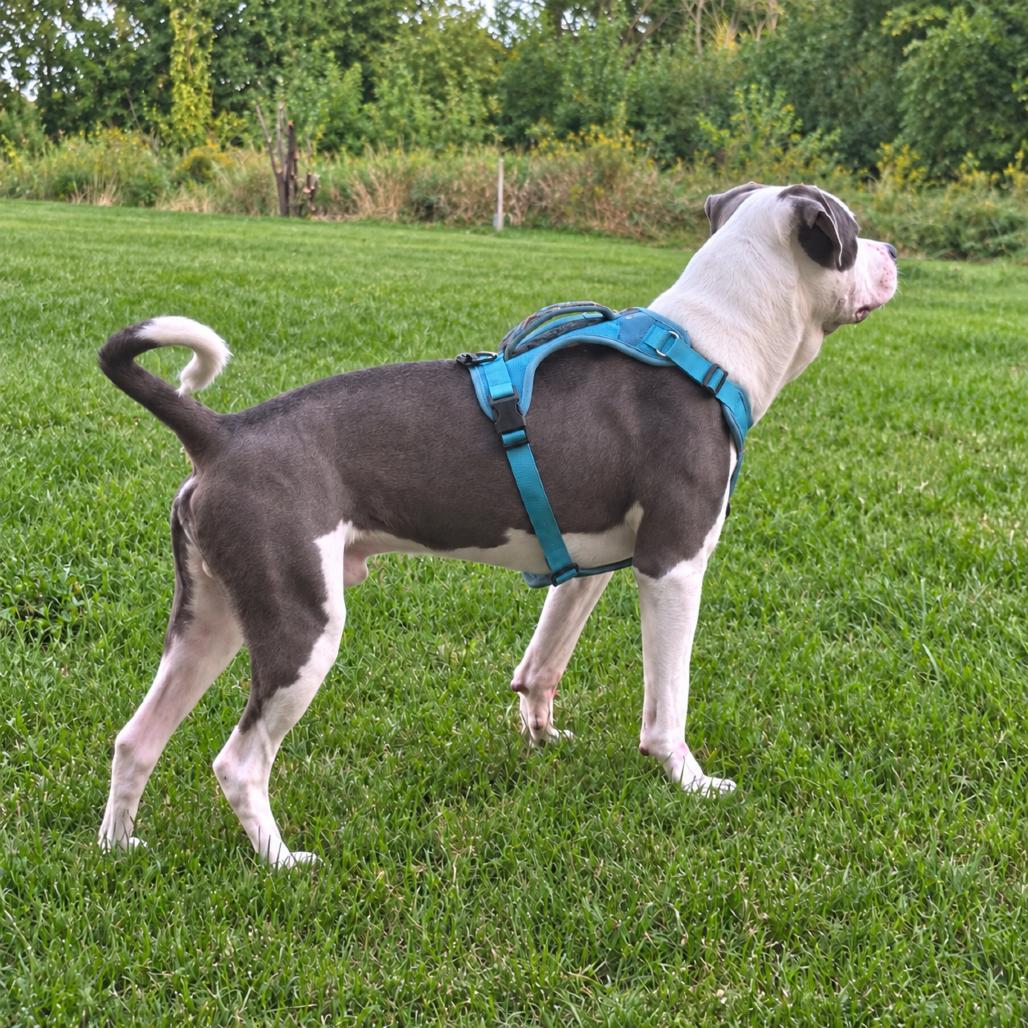 Enlarge Hercules, a Adoptable mixed breed in Rochester, MN image 5/5