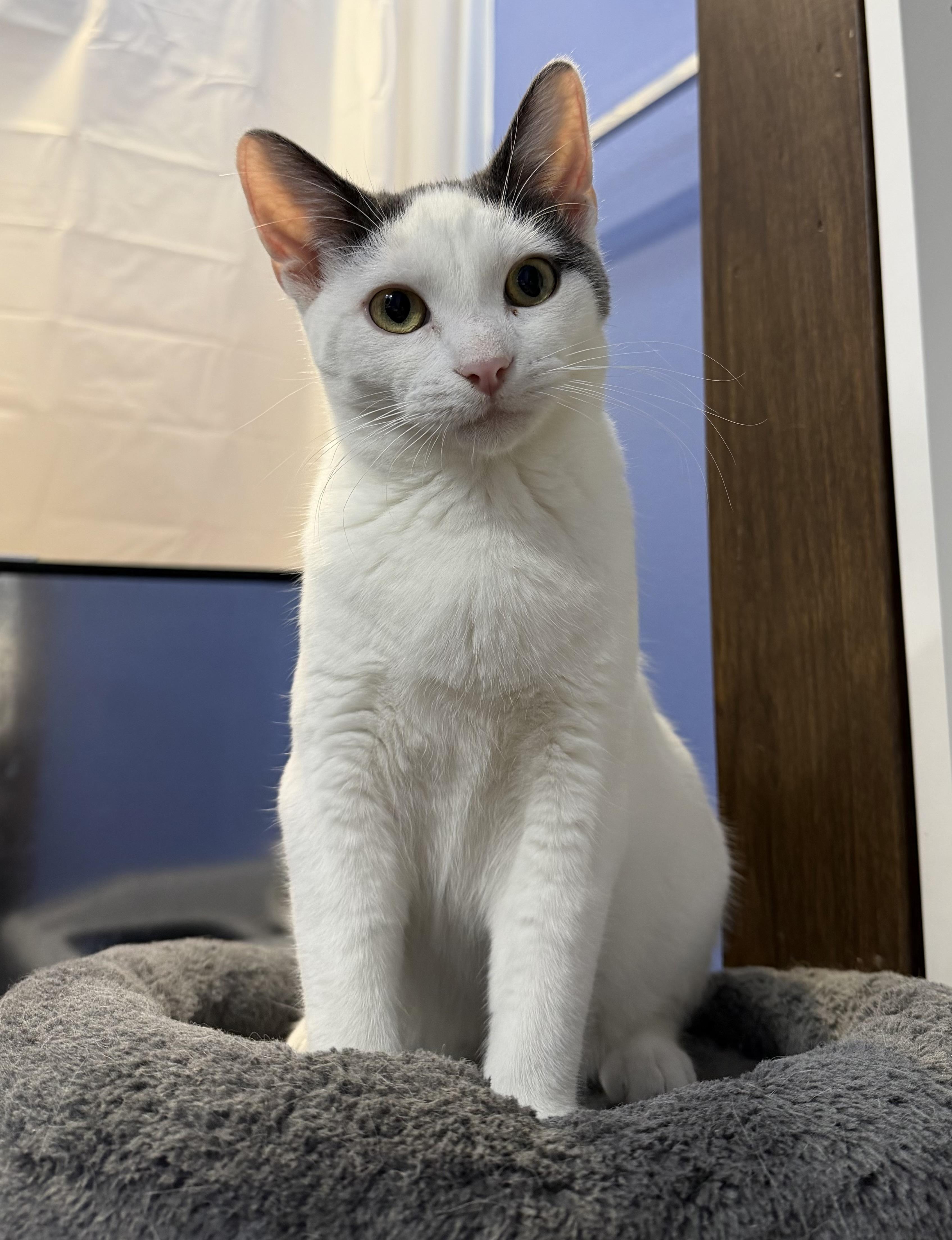 Prince, a Adoptable mixed breed in Federal Way, WA image 1/5